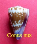 Conus nux, Broderip 1833